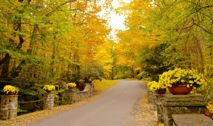 Entrance road to Renbrook School in fall - yellow leaves