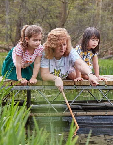 Junior kindergarten teacher and two female students exploring pond life from dock